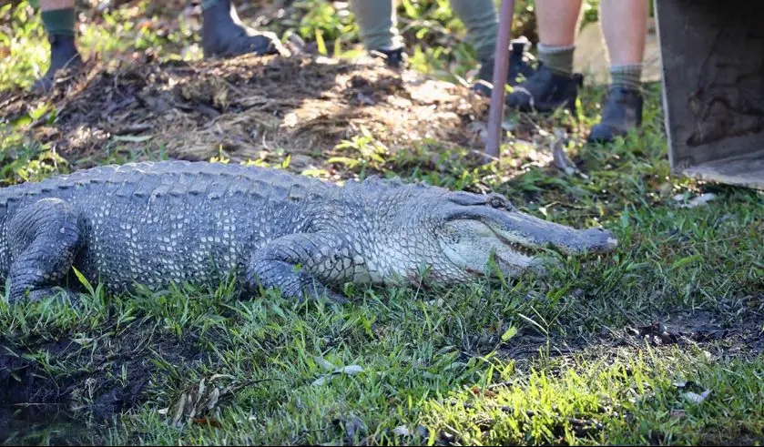 Australian Reptile Park Alligator moving day