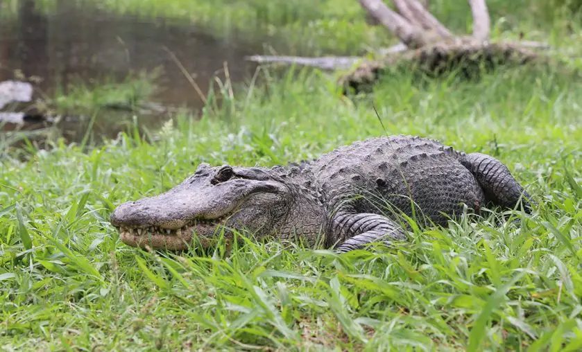 alligator nest raids Australian Reptile Park
