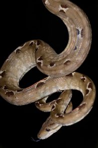 amazon tree boa