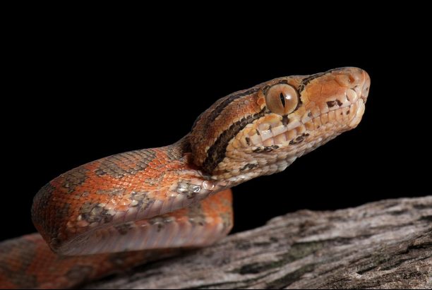 amazon tree boa