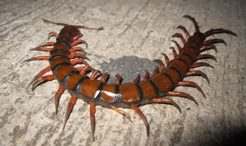 Amazonian Giant Centipede (Scolopendra gigantea)