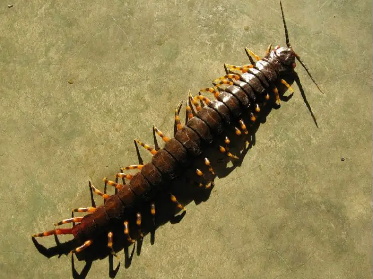 Amazonian Giant Centipede (Scolopendra gigantea)