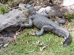 american alligator