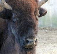 American Bison