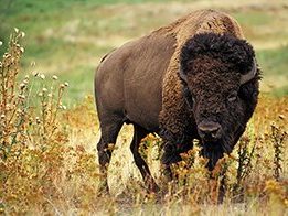 American Bison