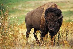 American Bison