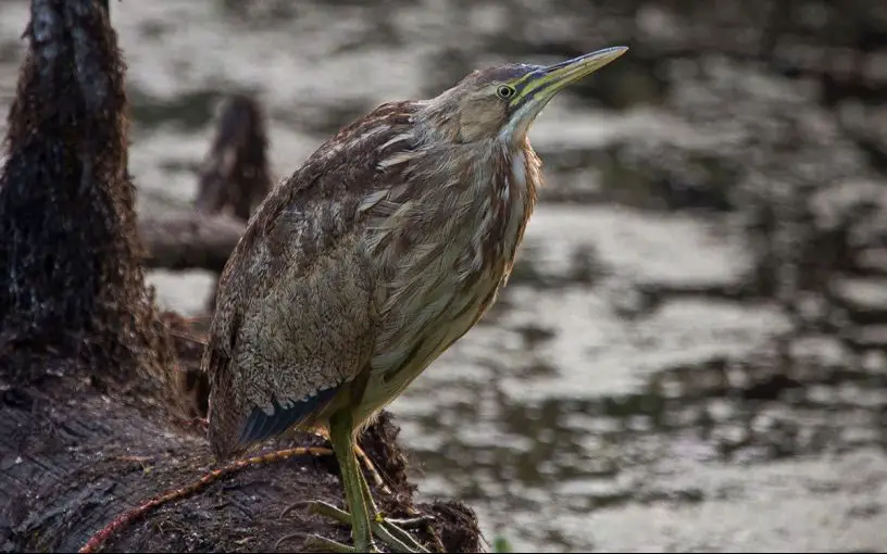 American Bittern