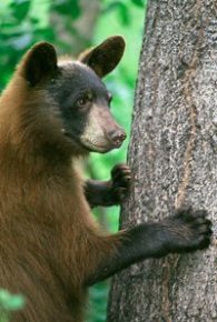 black bear