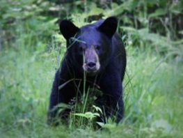 black bear