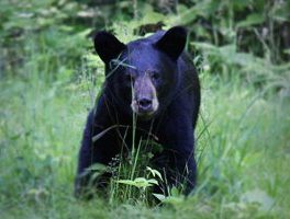 black bear