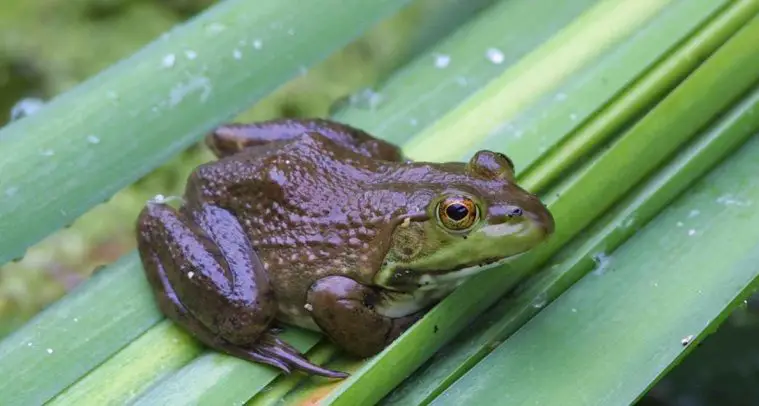 American Bullfrog (Lithobates catesbeianus)