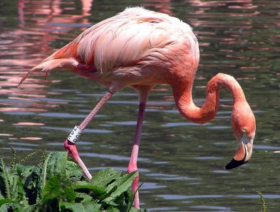 American flamingo