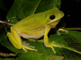 american green tree frog