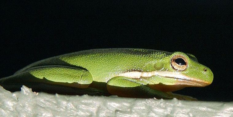 American Green Tree Frog (Hyla cinerea)