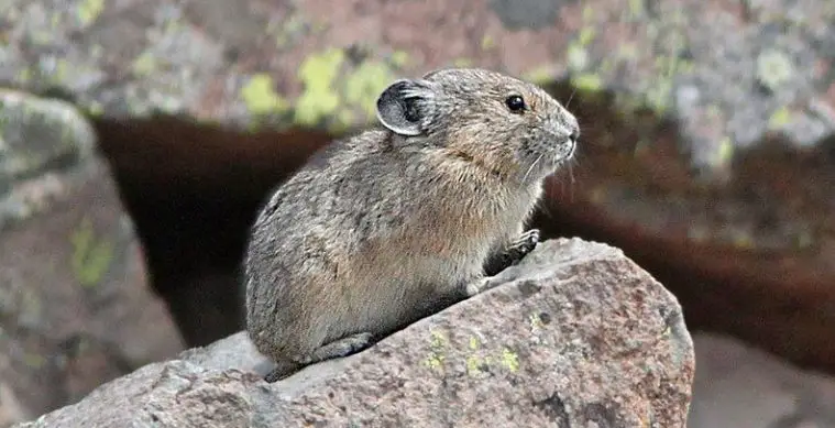 American Pika (Ochotona princeps)
