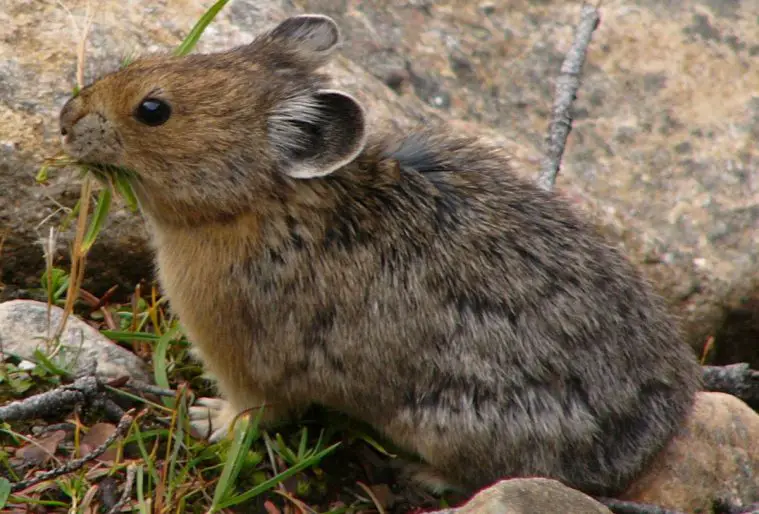 American Pika (Ochotona princeps)
