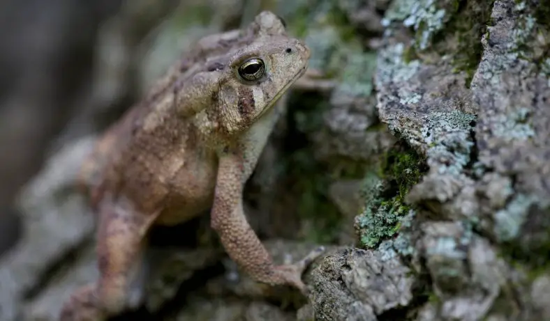American Toad (Anaxyrus americanus)