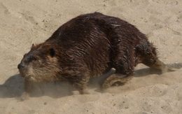 american beaver