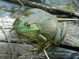 American bullfrog