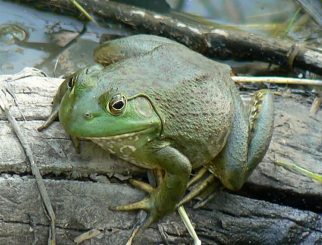 American bullfrog