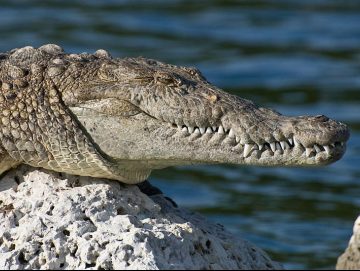 American crocodile