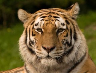 Amur (Siberian) Tiger