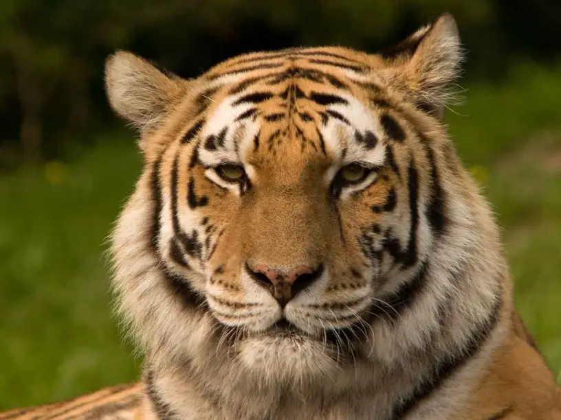 Amur (Siberian) Tiger