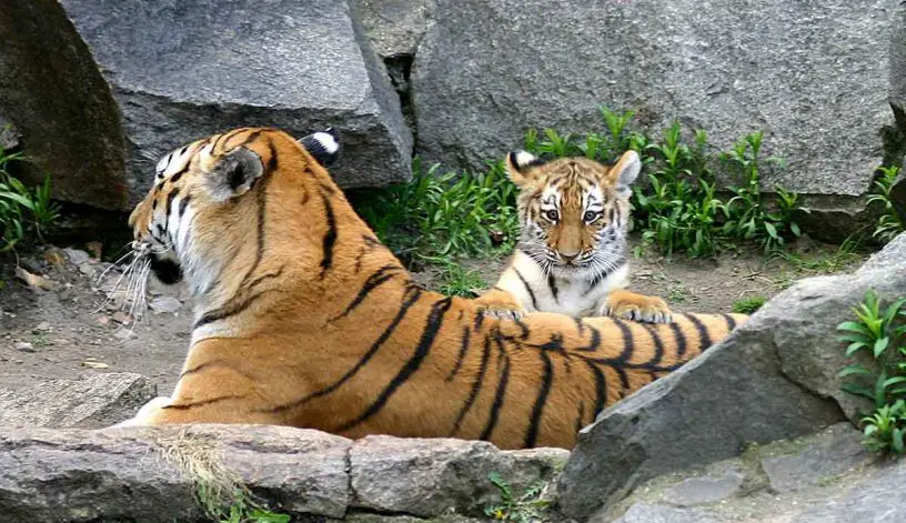 Amur (Siberian) Tiger