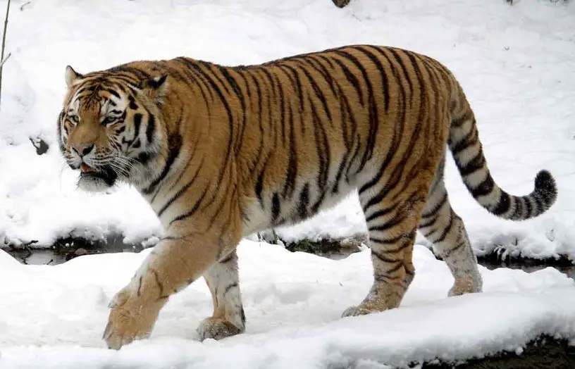 Amur (Siberian) Tiger