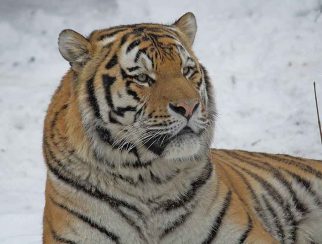 Amur (Siberian) Tiger
