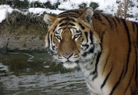 highland wildlife park tiger