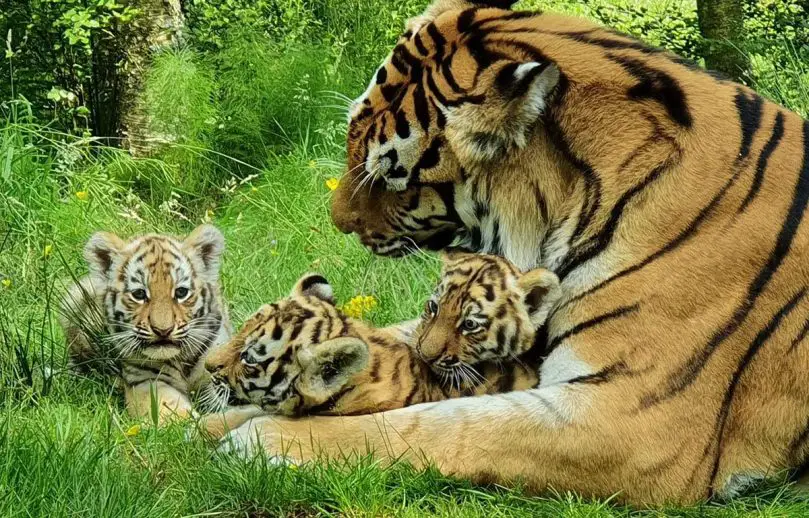 Tiger Cubs Highland Wildlife Park