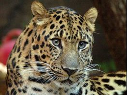 Amur leopard