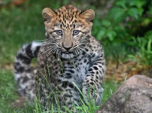 brookfield zoo amur leopard cub