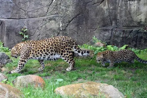 amur leopard cub brookfield