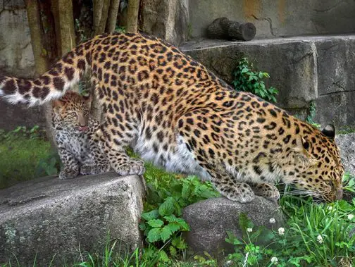 brookfield zoo amur leopard cub