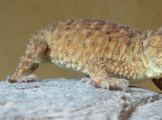 centralian rough knob tail gecko