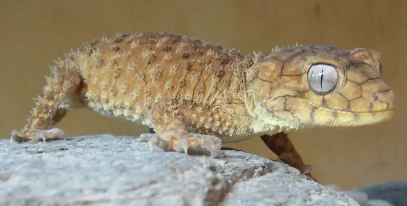 centralian rough knob tail gecko
