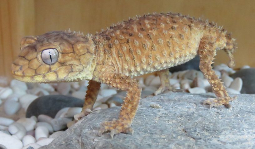 centralian rough knob tail gecko