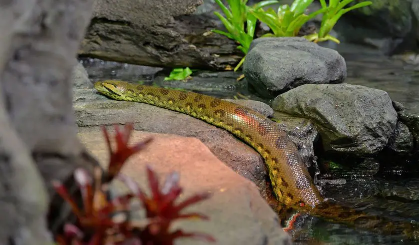 Green Anaconda Exhibit Australia Zoo
