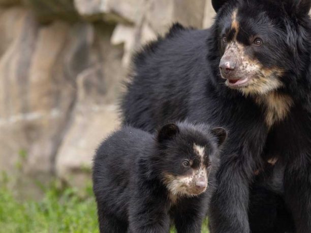 Andean Bear Cubs Smithsonian's National Zoo