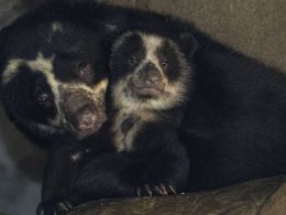 Andean Bear Cubs Born at the San Diego Zoo
