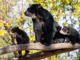 Queens Zoo Andean Bear Cubs