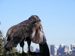 Andean Condor