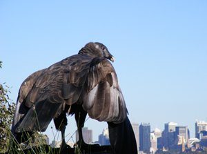 Andean Condor