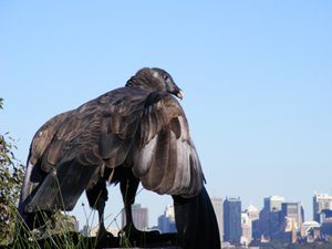 Andean Condor