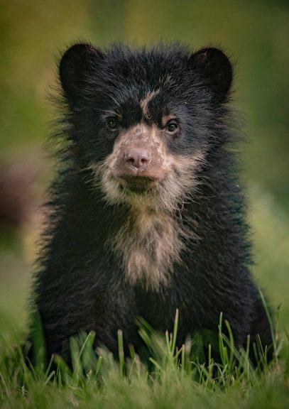 andean bear cubs chester