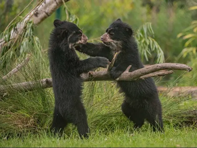 andean bear cubs chester