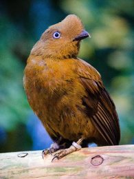 andean-cock-of-the-rock