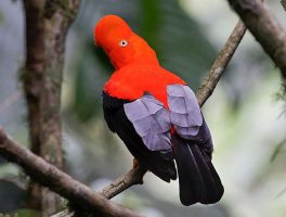 Andean cock-of-the-rock